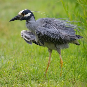 Yellow-crowned Night Heron