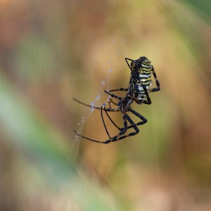 Banded Garden Spider