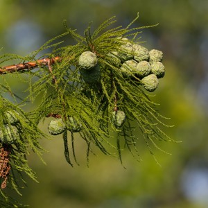 Bald Cypress